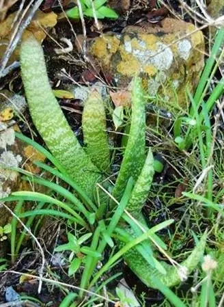 Giant Gasteria (Gasteria Acinacifolia) — This robust perennial boasts thick