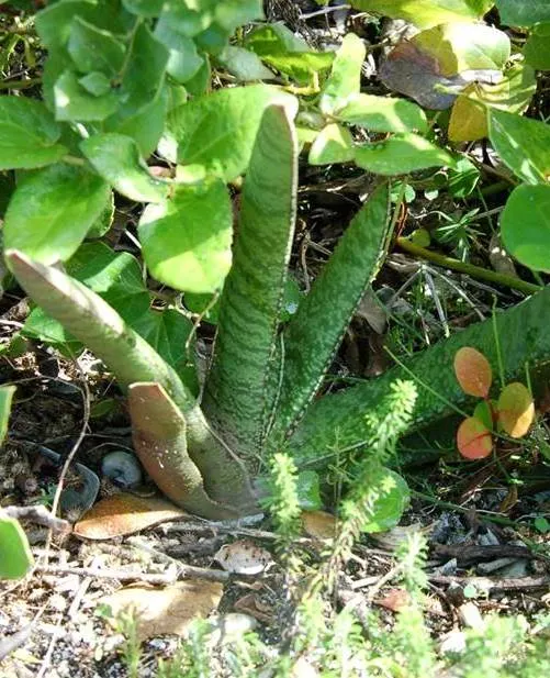 Giant Gasteria (Gasteria Acinacifolia) — The Giant Gasteria (Gasteria acinacifolia) is a robust, slow-growing succulent