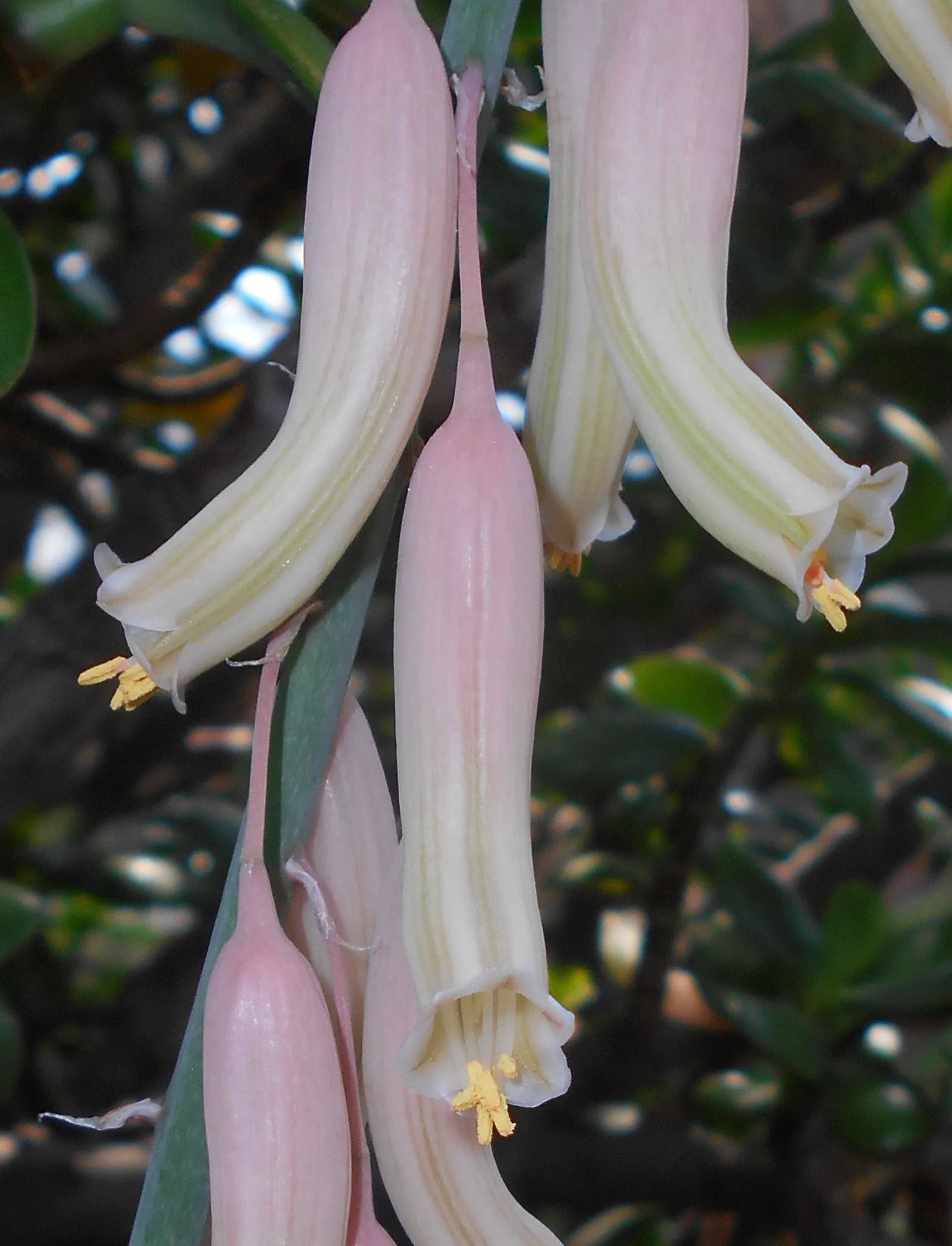 Giant Gasteria (Gasteria Acinacifolia) — Minimal water requirements are a hallmark of this plant