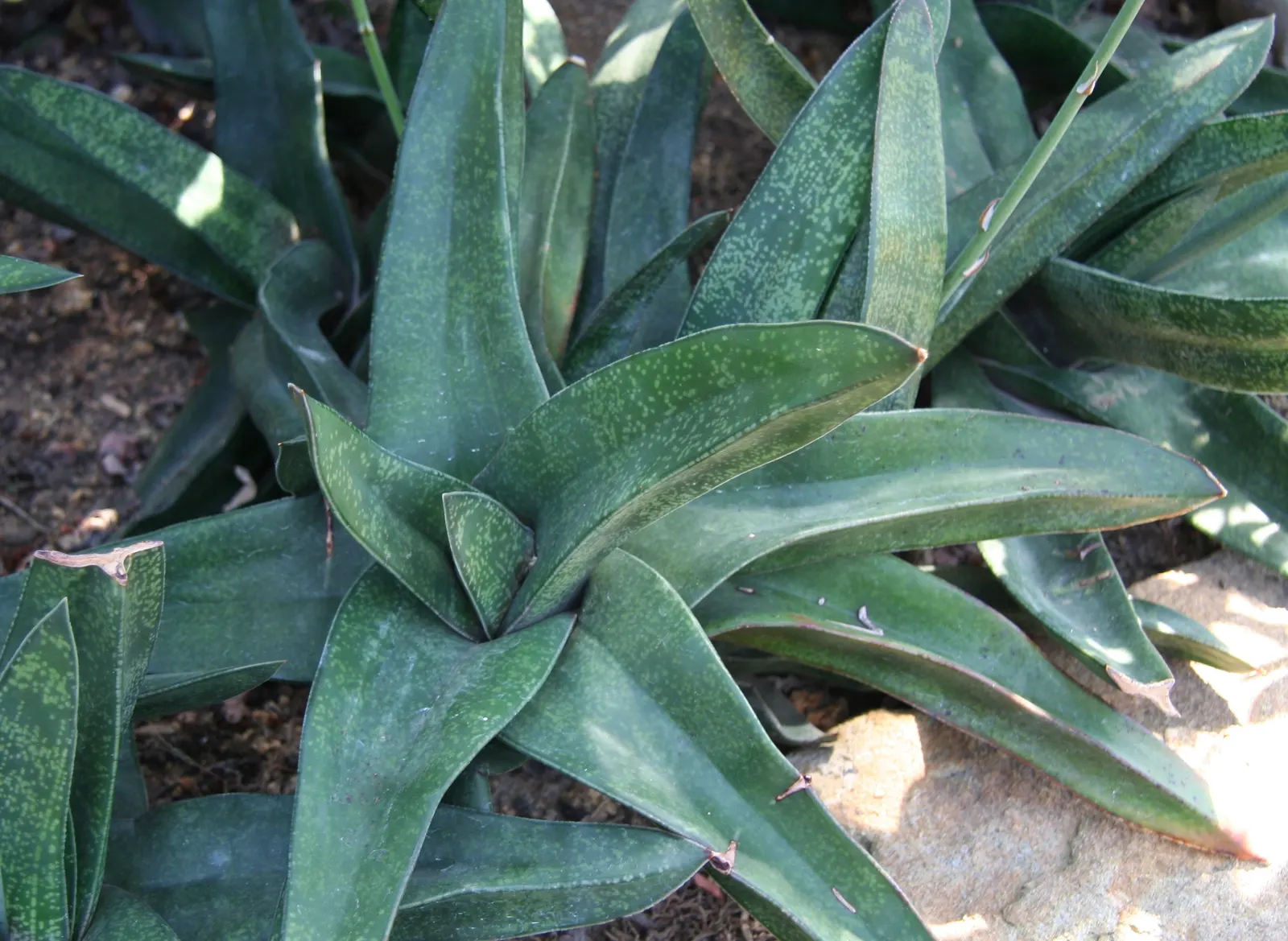 Giant Gasteria (Gasteria Acinacifolia) — lanceolate leaves that can grow up to 24 inches in length and about 6 inches wide