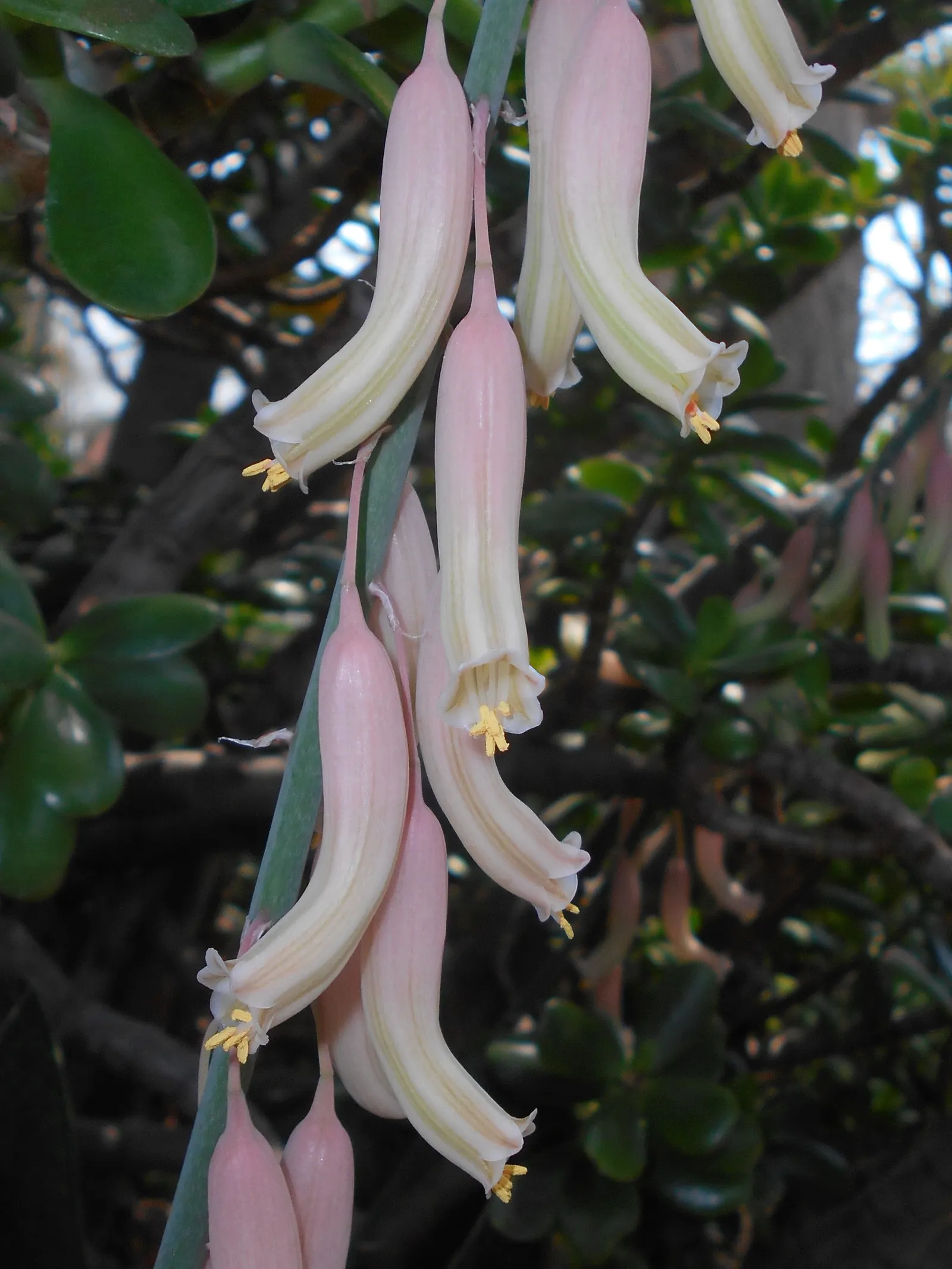 Giant Gasteria (Gasteria Acinacifolia) — the Giant Gasteria is well-suited for USDA Hardiness Zones 9 to 11 and thrives in full to partial sun exposure