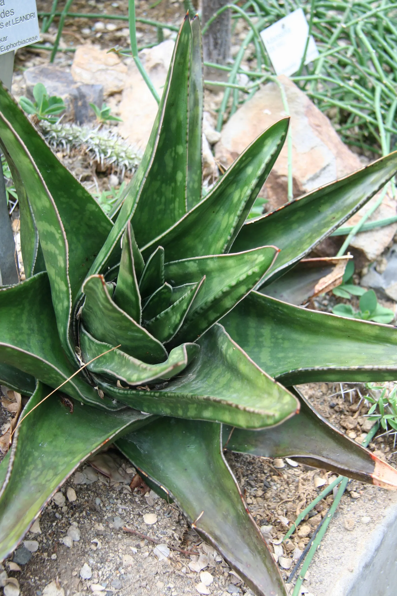 Giant Gasteria (Gasteria Acinacifolia) — Low-maintenance and drought-tolerant