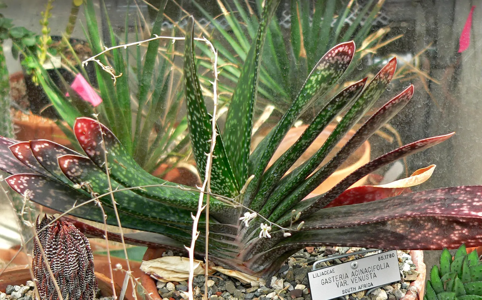 Giant Gasteria (Gasteria Acinacifolia) — coral-pink to orange-red flowers on tall