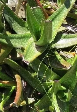 Giant Gasteria (Gasteria Acinacifolia) — During spring, expect red or orange tubular flowers on up to 2-foot-tall spikes