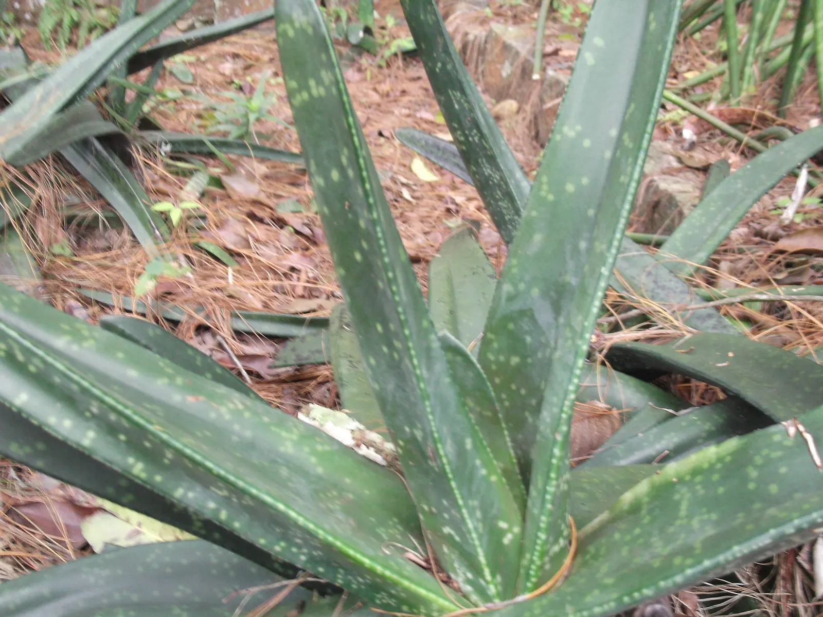 Giant Gasteria (Gasteria Acinacifolia) — Its distinct leaves can reach 2 feet in length and 4 inches in width, with a dark green hue and lighter spots