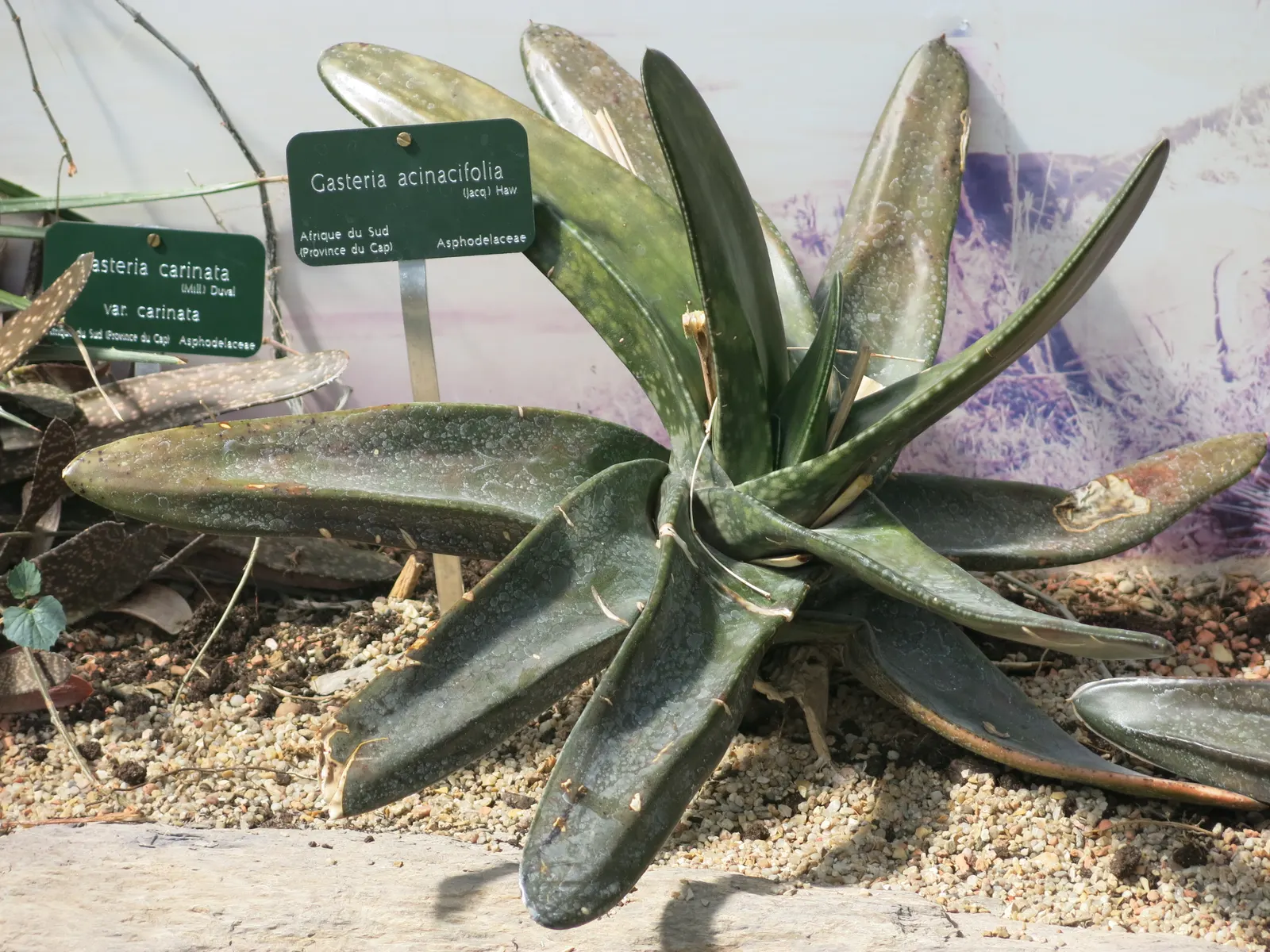 Giant Gasteria (Gasteria Acinacifolia) — Thrives in well-draining soil; partial sun to light shade preferred