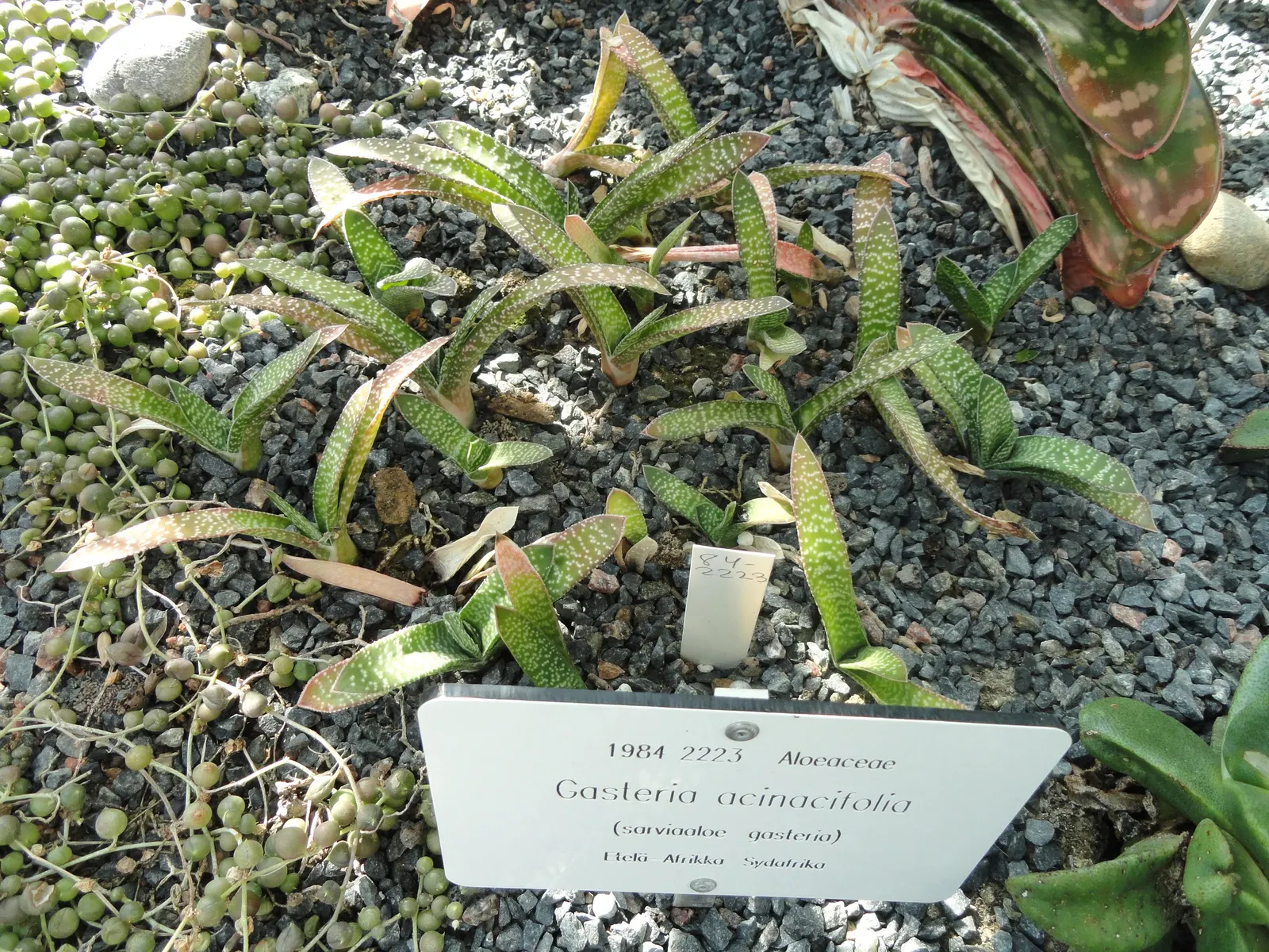 Giant Gasteria (Gasteria Acinacifolia) — scientifically known as Gasteria acinacifolia