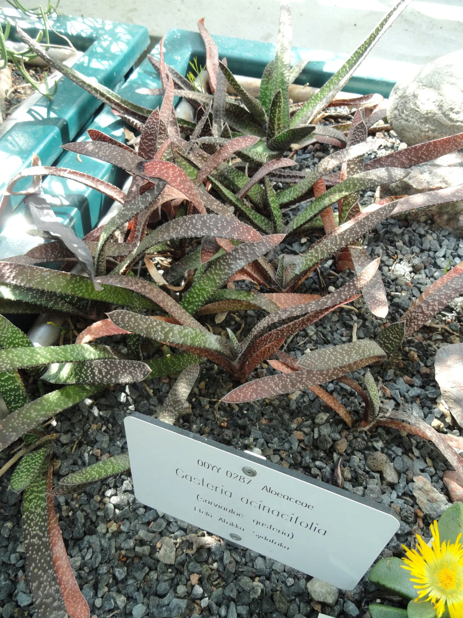 Giant Gasteria (Gasteria Acinacifolia) — is an impressive succulent that adds a bold