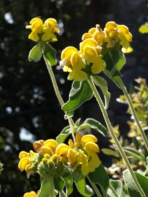 Compact Yellow Phlomis (Phlomis Lanata) — making it an excellent choice for borders