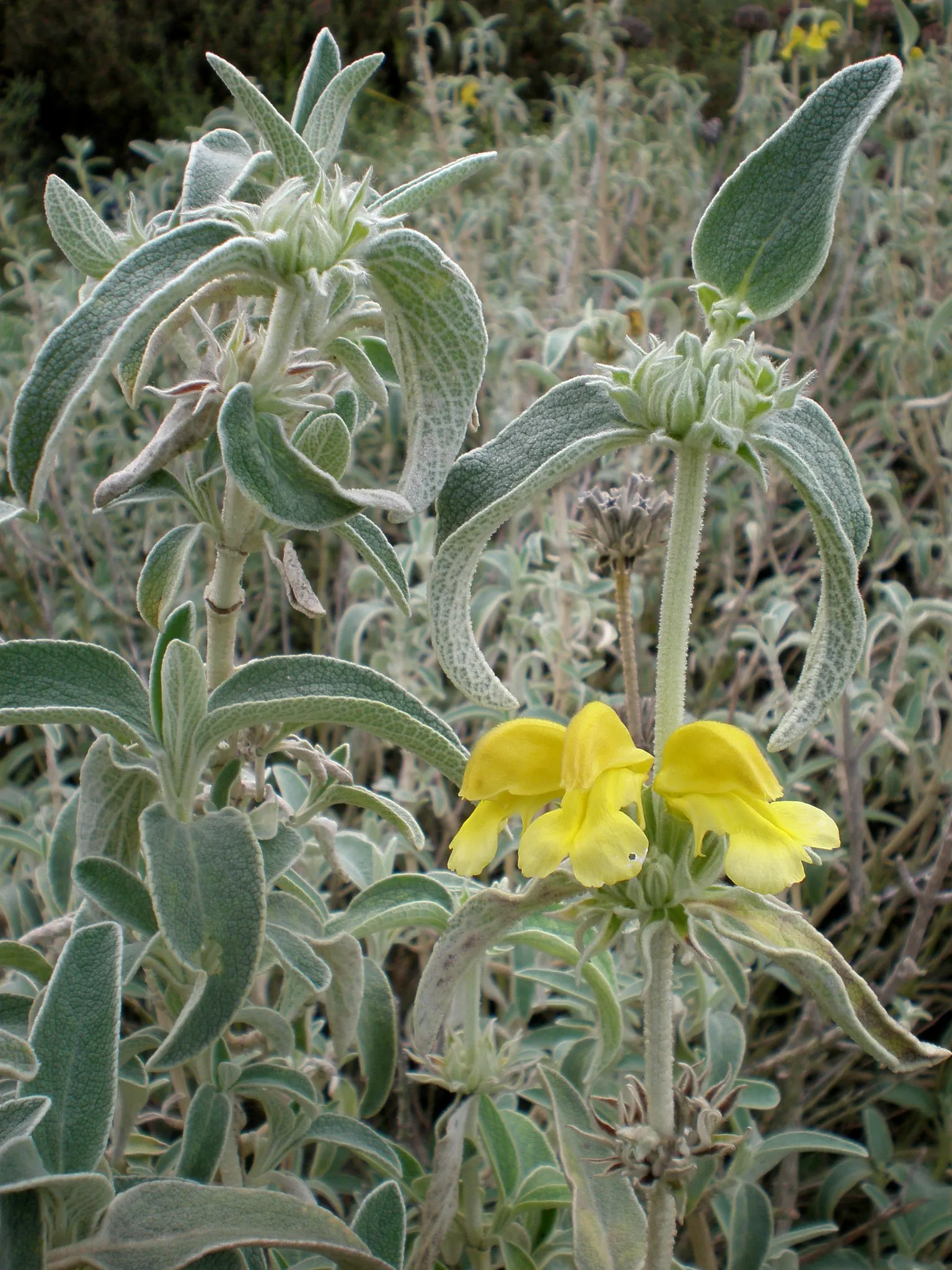 Compact Yellow Phlomis (Phlomis Lanata) — it thrives in full sun and well-drained soil