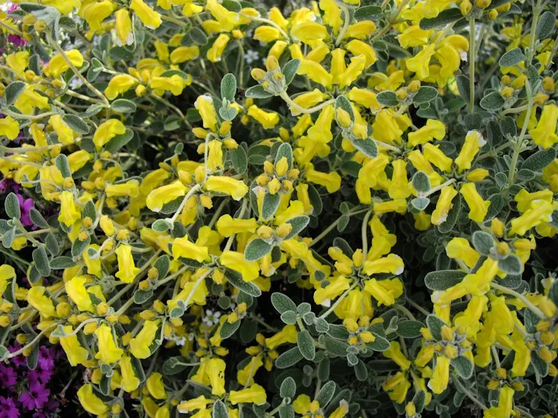 Compact Yellow Phlomis (Phlomis Lanata) — It produces vibrant yellow flowers atop 12-inch stalks that add a splash of color in spring to summer; hooded flowers