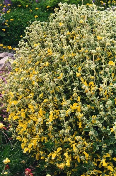 Compact Yellow Phlomis (Phlomis Lanata) — long-lasting presence in your garden