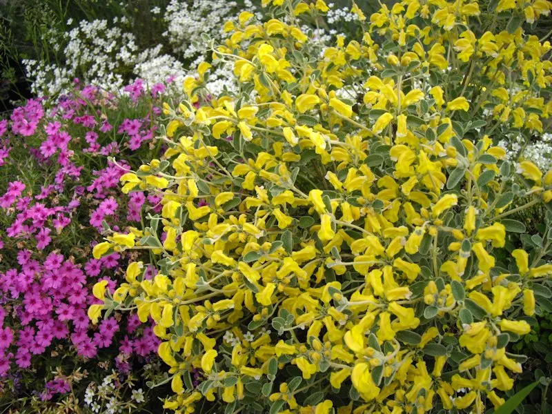 Compact Yellow Phlomis (Phlomis Lanata) — Phlomis lanata, or Compact Yellow Phlomis, is a low-growing, evergreen shrub with woolly, oval leaves; reaching a