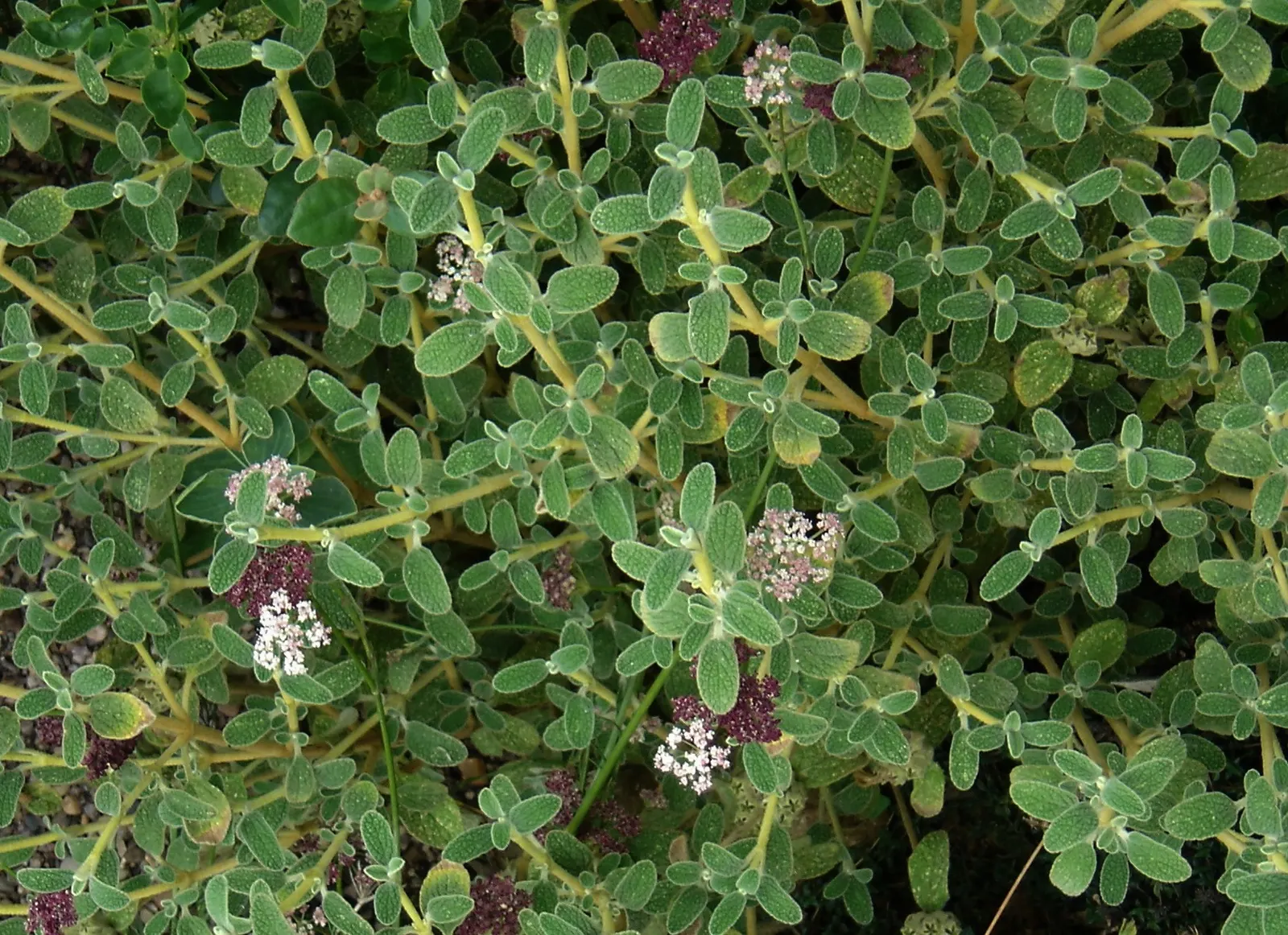 Compact Yellow Phlomis (Phlomis Lanata) — Drought-tolerant and deer-resistant, it's an excellent choice for xeriscaping or Mediterranean gardens; yellow