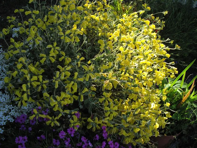 Compact Yellow Phlomis (Phlomis Lanata) — shrub for full or half