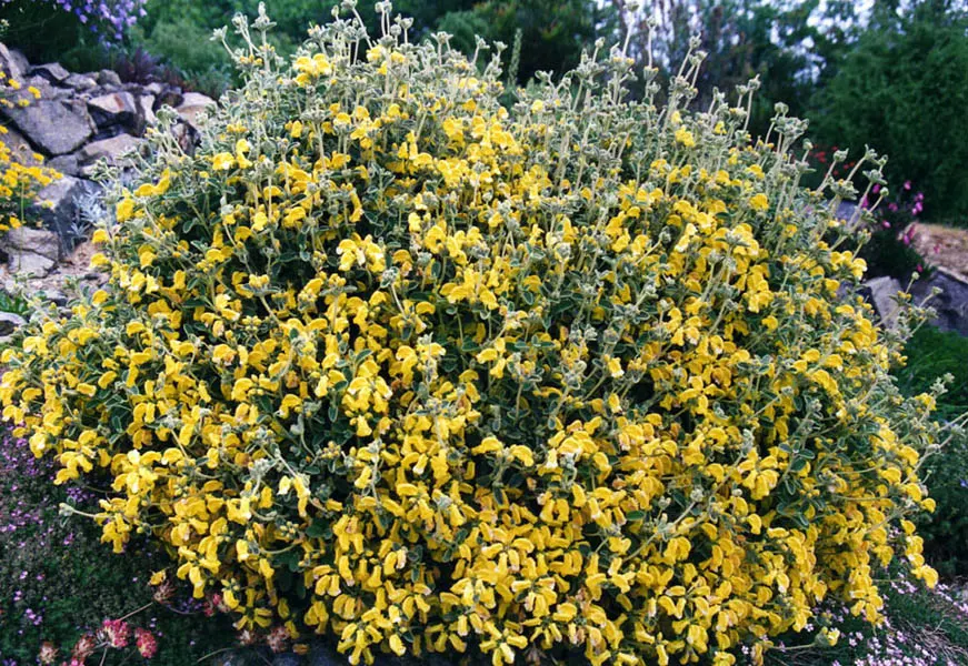 Compact Yellow Phlomis (Phlomis Lanata) — It's hardy in USDA zones 7 through 9, tolerating temperatures down to around 0 to 10 degrees Fahrenheit