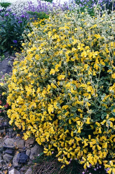 Compact Yellow Phlomis (Phlomis Lanata) — Phlomis lanata, or Compact Yellow Phlomis, is a low-growing, evergreen shrub with woolly, oval leaves