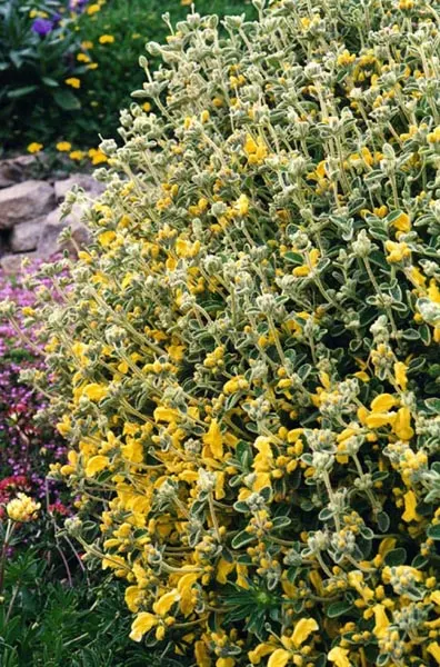 Compact Yellow Phlomis (Phlomis Lanata) — shrub with yellow blooms
