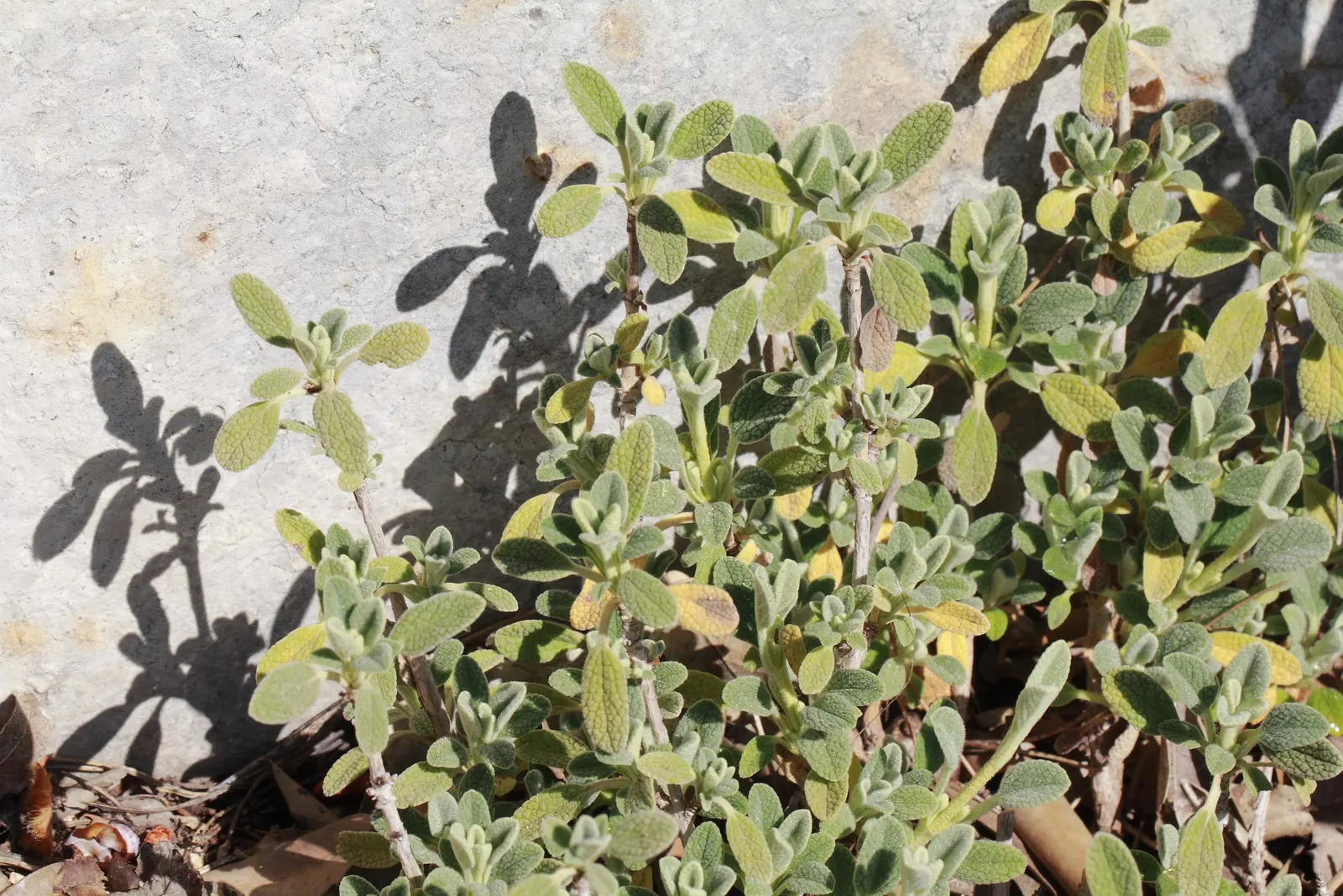 Compact Yellow Phlomis (Phlomis Lanata) — yellow flowers in the garden