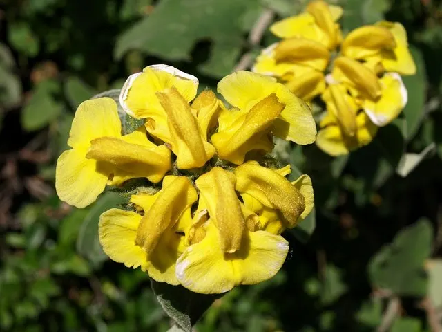 Compact Yellow Phlomis (Phlomis Lanata) — scientifically known as Phlomis lanata