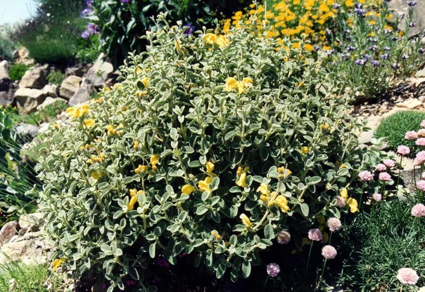Compact Yellow Phlomis (Phlomis Lanata) — hooded flowers which emerge in whorls along the stem