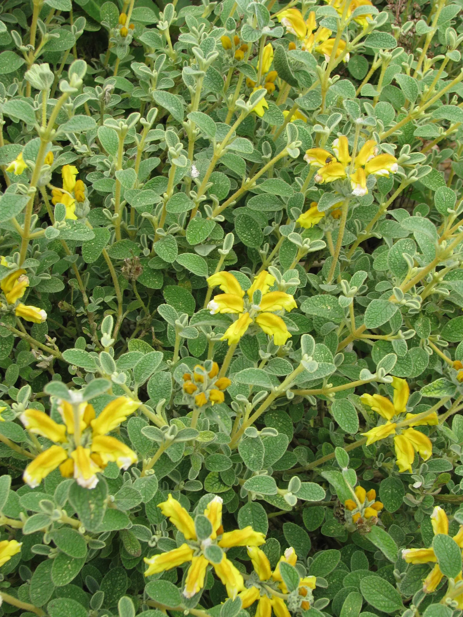 Compact Yellow Phlomis (Phlomis Lanata) — it thrives in full sun and well-drained soil; phlomis lanata, or Compact Yellow Phlomis, is a low-growing, evergreen