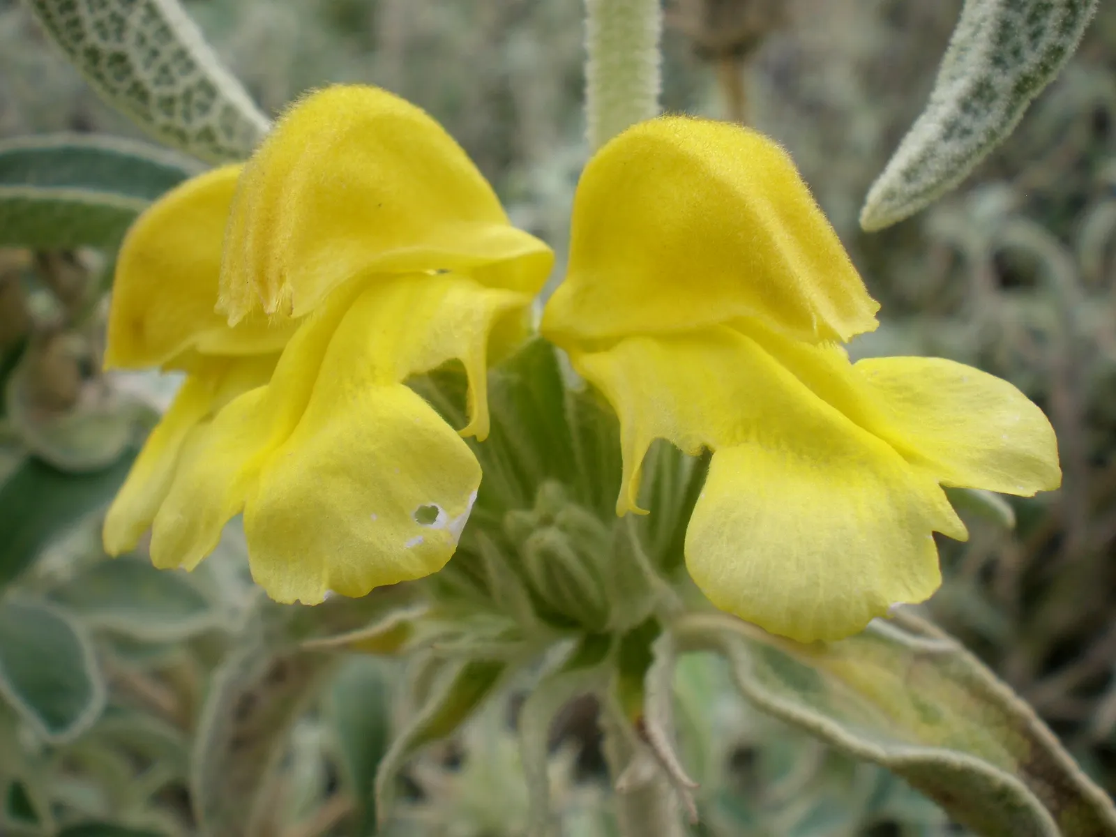 Compact Yellow Phlomis (Phlomis Lanata) — Drought-tolerant and deer-resistant, it's an excellent choice for xeriscaping or Mediterranean gardens
