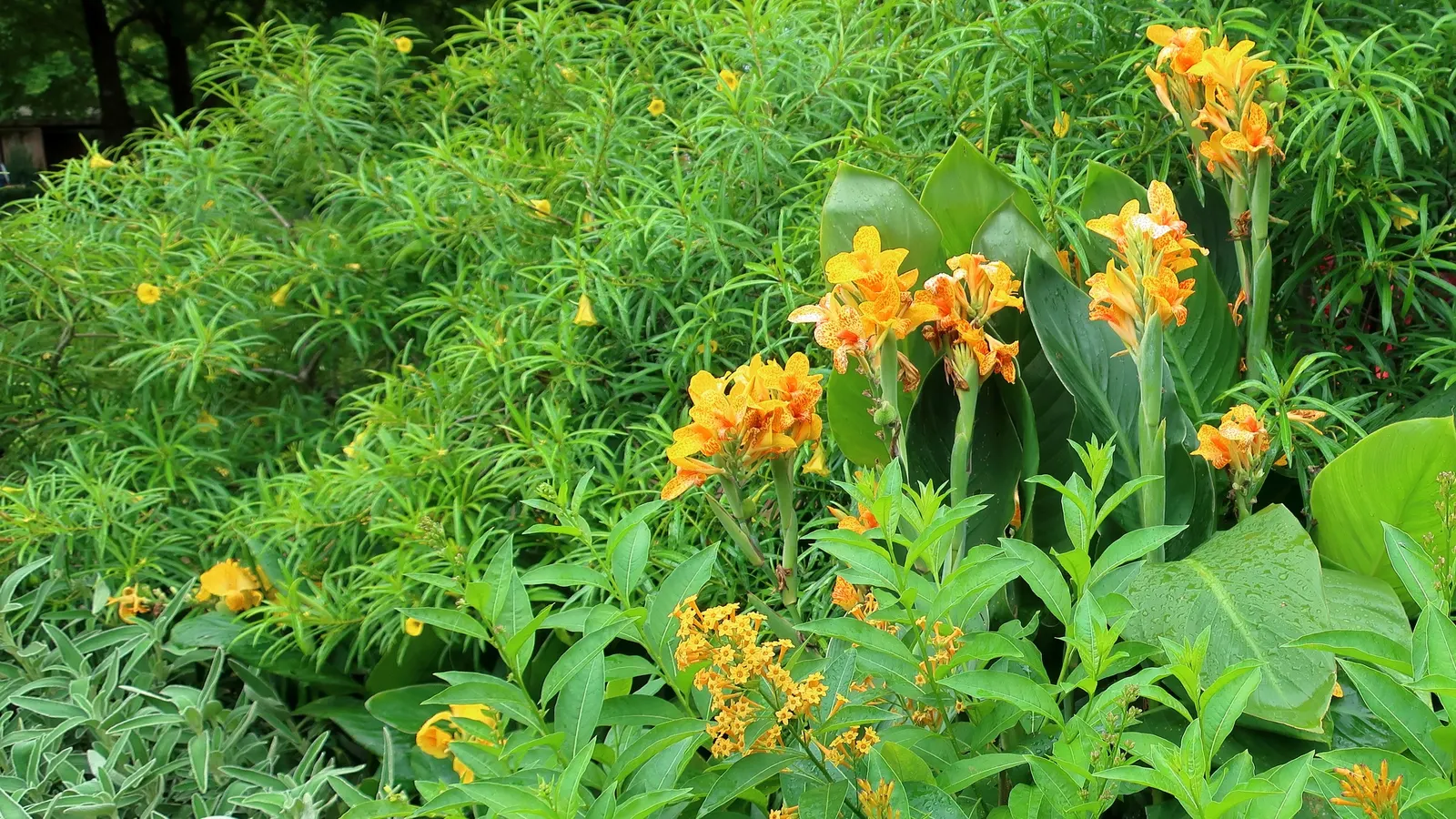 Compact Yellow Phlomis (Phlomis Lanata) — evergreen shrub renowned for its charming and resilient nature