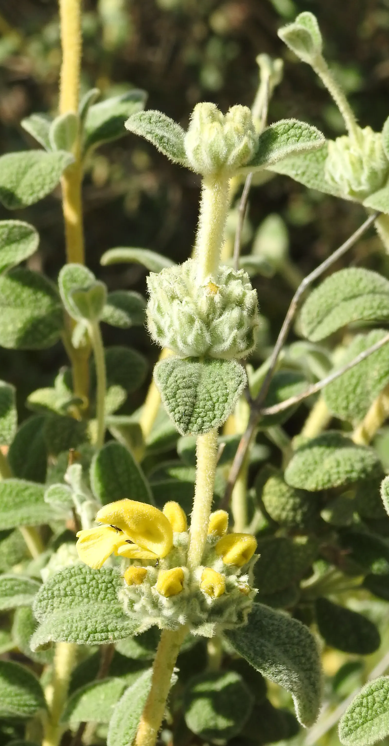 Compact Yellow Phlomis (Phlomis Lanata) — reaching a mature size of about 2 feet wide and tall