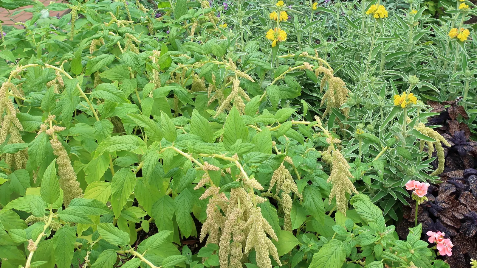 Compact Yellow Phlomis (Phlomis Lanata) — oval-shaped with a velvety texture