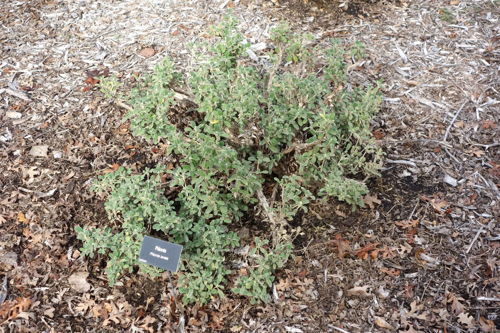 Compact Yellow Phlomis (Phlomis Lanata) — scientifically known as Phlomis lanata; drought-tolerant and deer-resistant, it's an excellent choice for xeriscaping