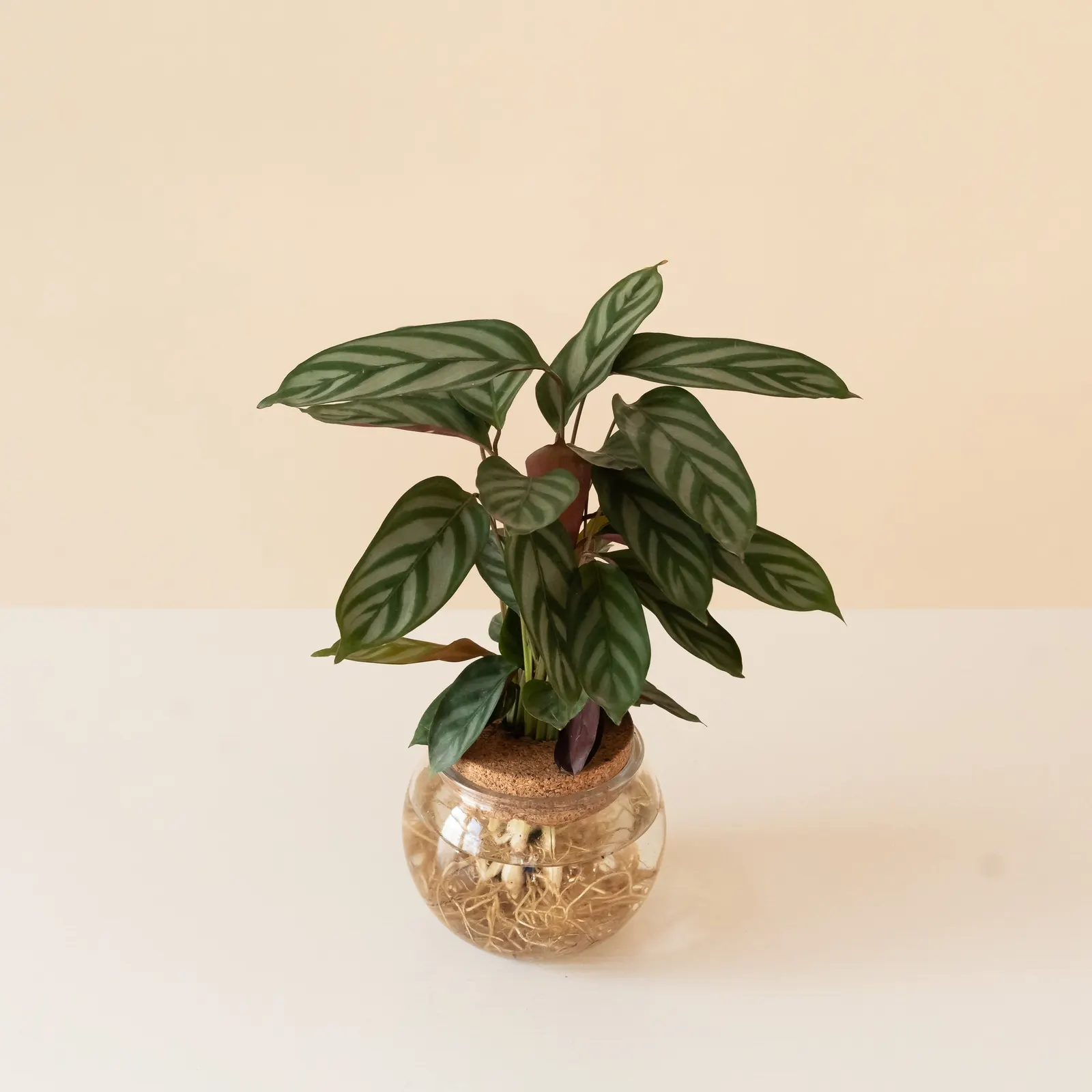 First Frost™ Never Never Plant (Ctenanthe setosa) — It grows 12-36 inches tall, forming an upright, lush clump for desktops or low-light interiors