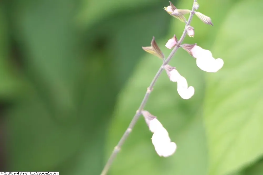 San Antonio Sage (Salvia 'Sierra De San Antonio') — This drought-tolerant plant matures to 2 feet in height and spreads up to 2 to 3 feet