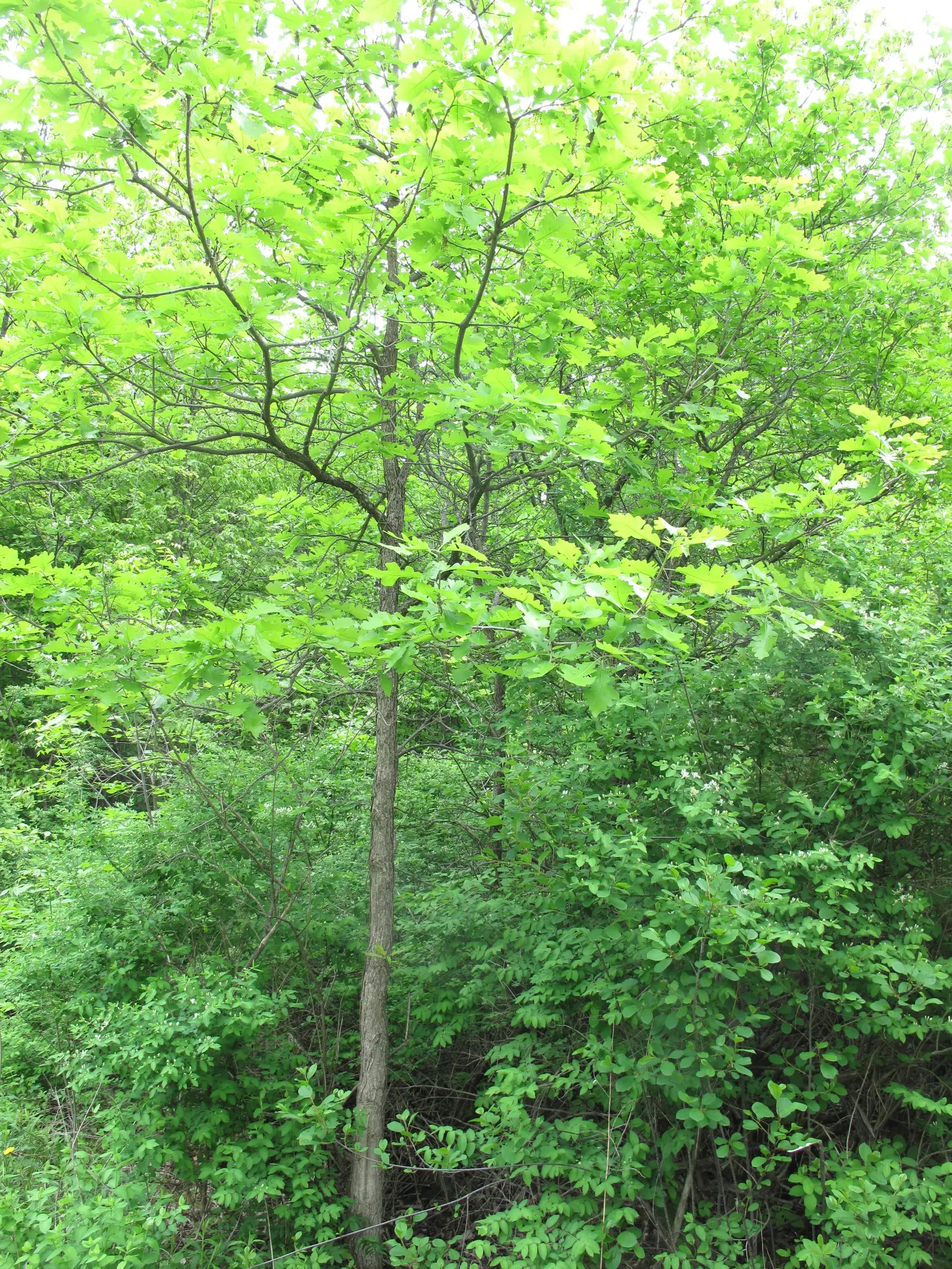 Burr Oak (Quercus Macrocarpa) — creating a stately dome of vibrant green foliage; foliage turns a golden yellow in the fall, adding seasonal interest to