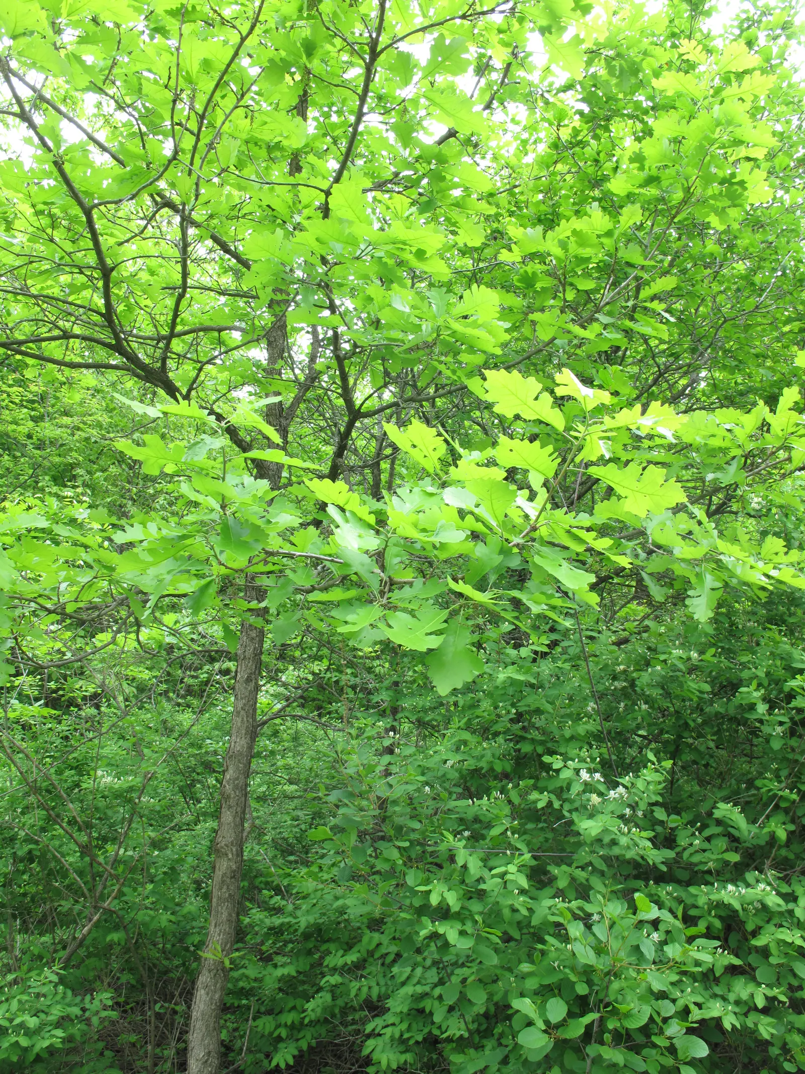 Burr Oak (Quercus Macrocarpa) — The Burr Oak, Quercus macrocarpa, is a majestic, long-lived hardwood; hardy in Zones 3-8, it adapts well to diverse conditions