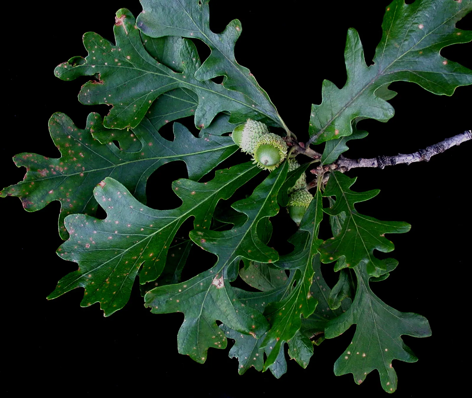 Burr Oak (Quercus Macrocarpa) — tree for full