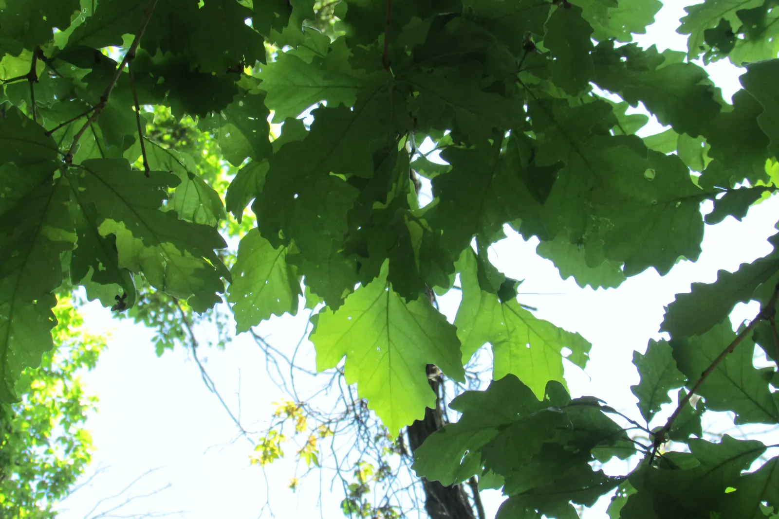 Burr Oak (Quercus Macrocarpa) — measuring 6 to 12 inches long