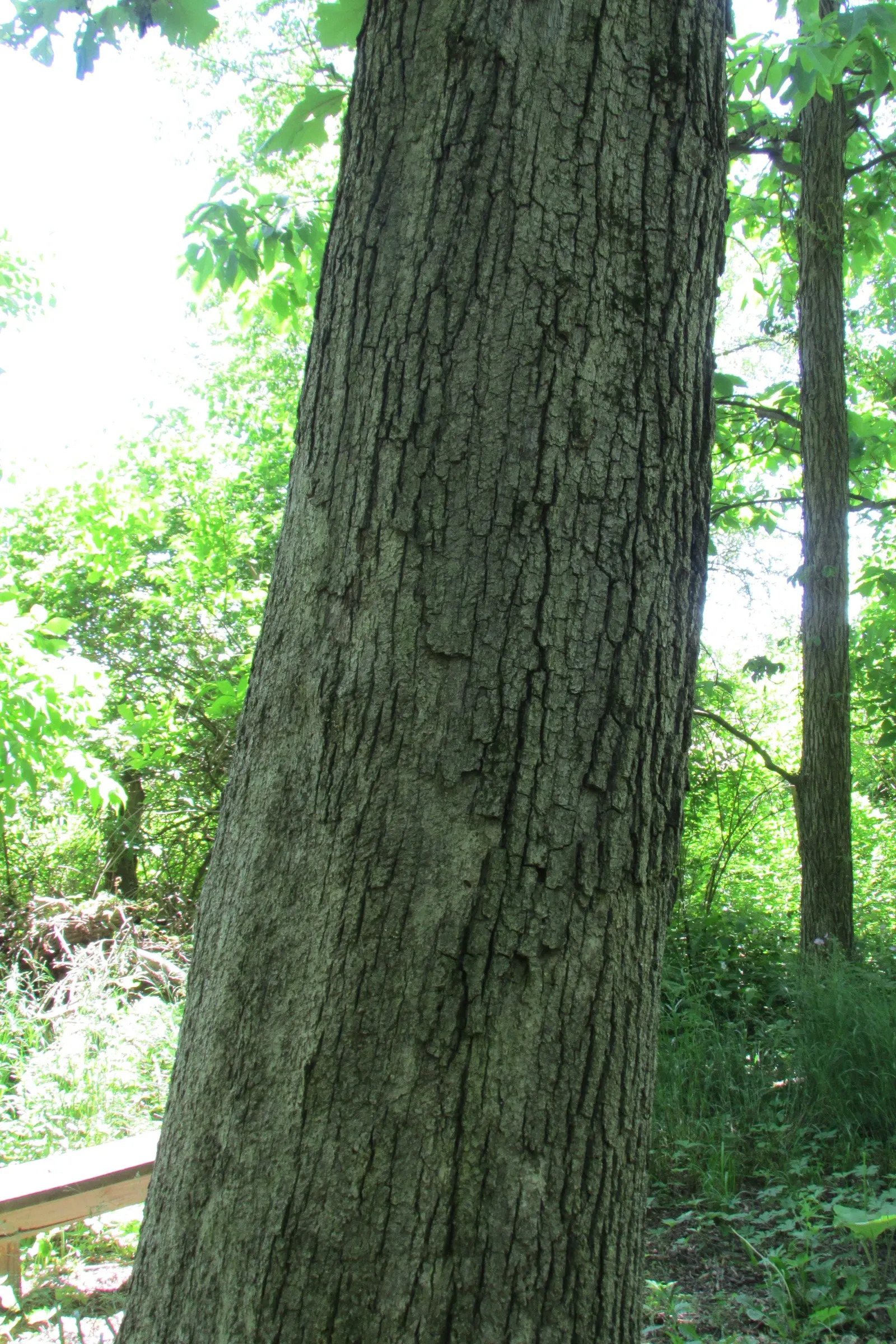 Burr Oak (Quercus Macrocarpa) — making it an excellent addition for parks and large spaces.<br><br>Distinctive for its thick