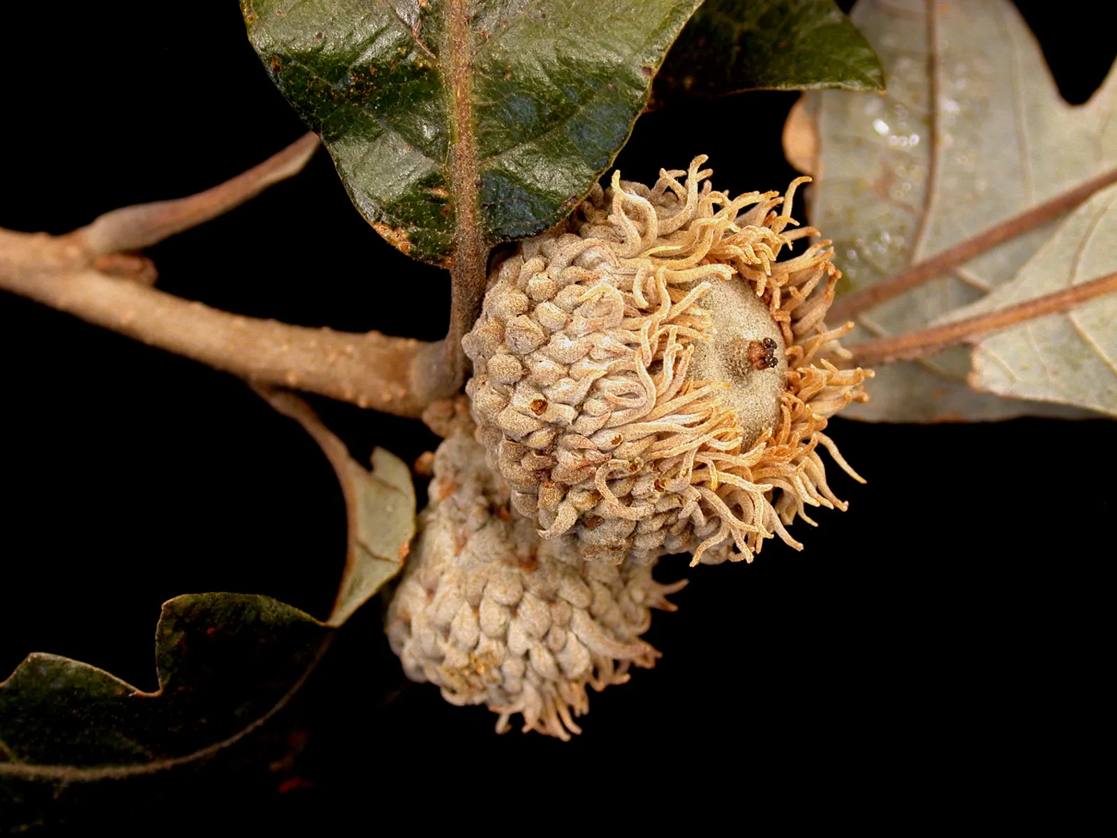 Burr Oak (Quercus Macrocarpa) — measuring 6 to 12 inches long; rounded canopy offers ample shade during the hot summer months