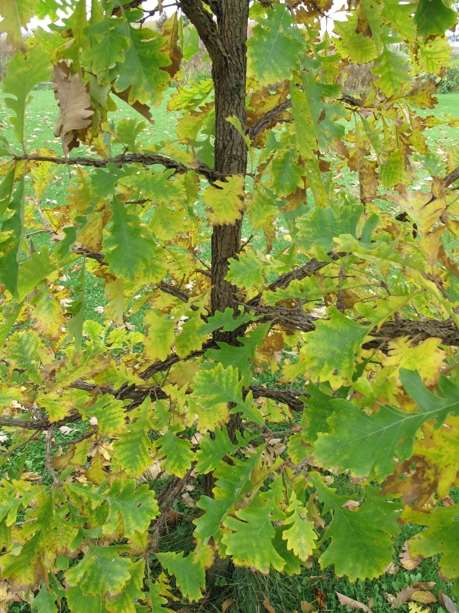 Burr Oak (Quercus Macrocarpa) — consider offering sufficient space for this grand species to thrive; this regal oak can reach an impressive height of 70 to 80