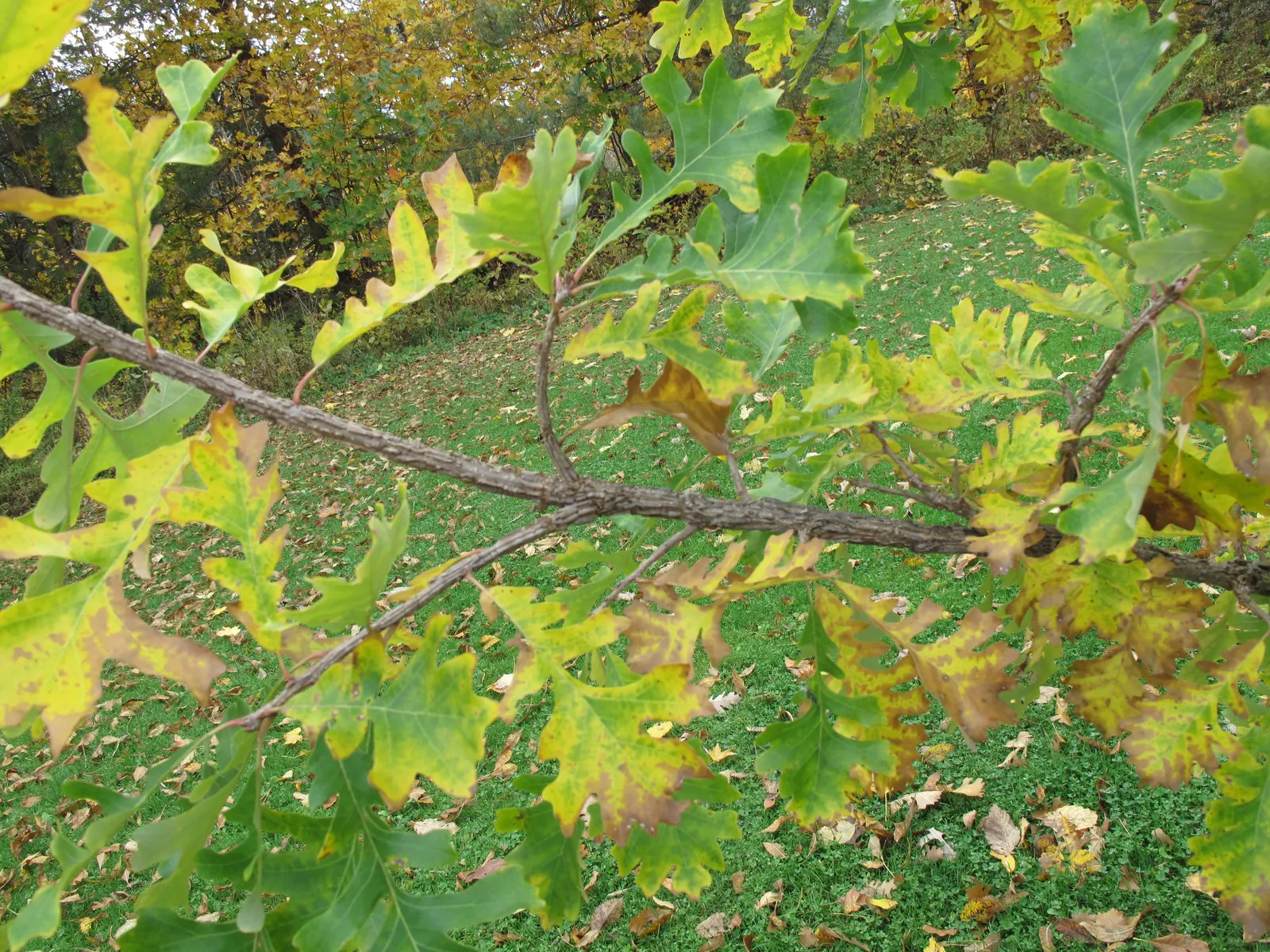 Burr Oak (Quercus Macrocarpa) — When designing landscapes; tree for full