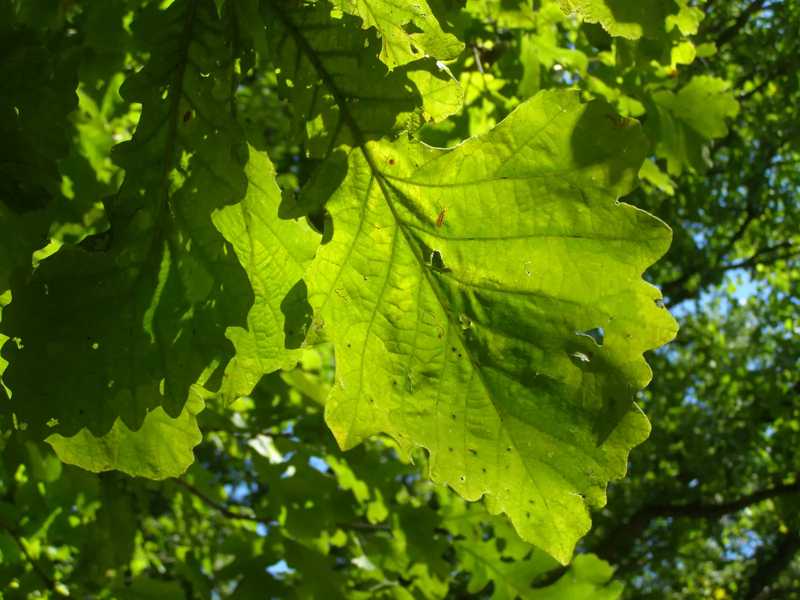 Burr Oak (Quercus Macrocarpa) — lobed outline that turns a resplendent gold come fall.<br><br>Another notable feature is its acorns