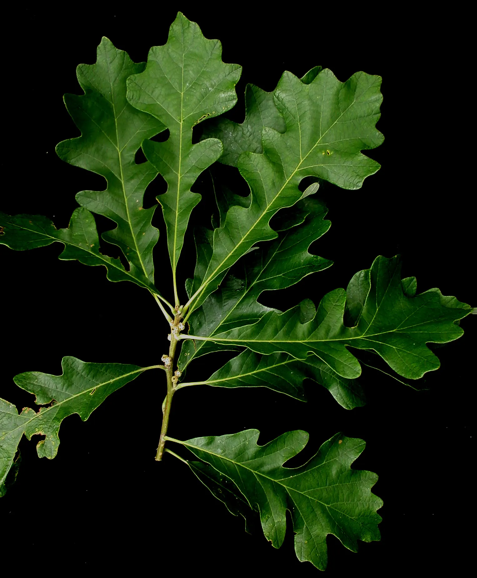 Burr Oak (Quercus Macrocarpa) — making it an excellent addition for parks and large spaces.<br><br>Distinctive for its thick; though it prefers, image 82