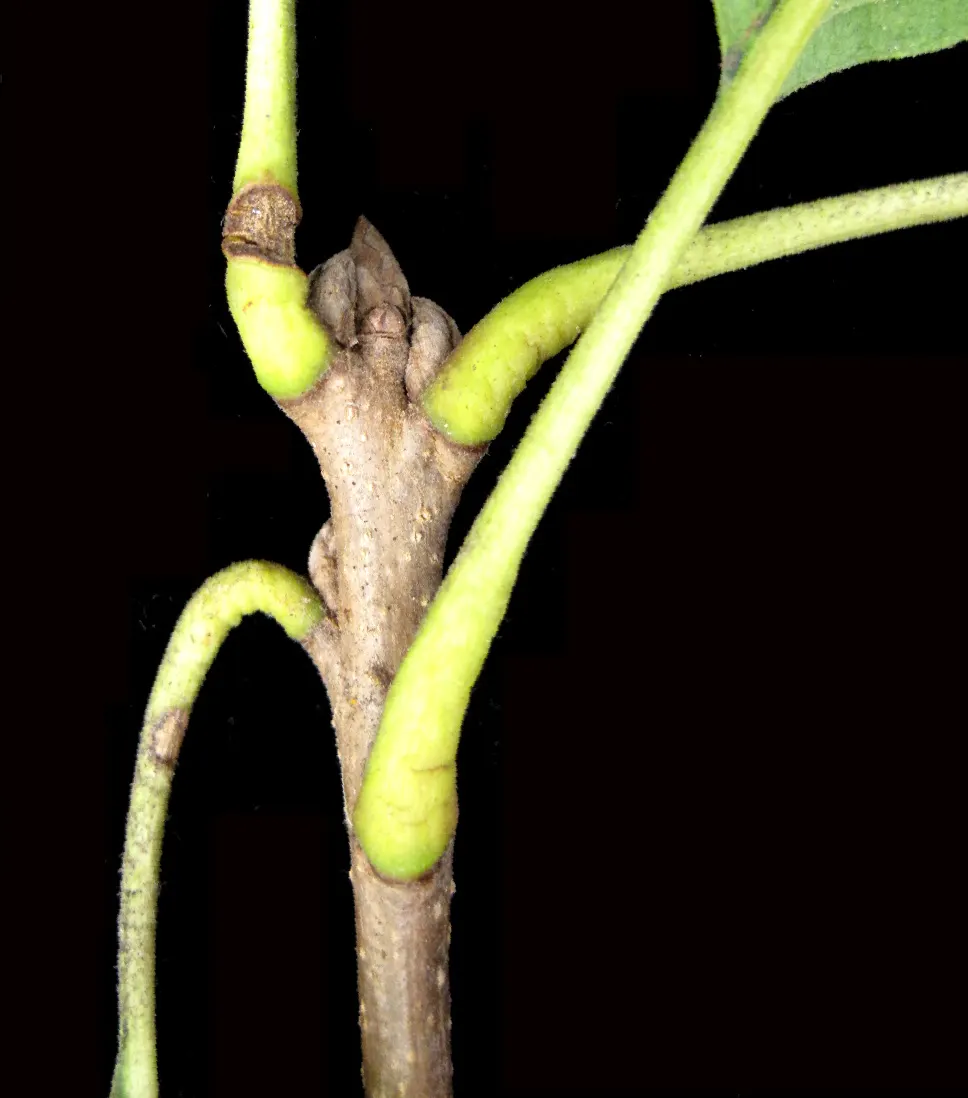 Burr Oak (Quercus Macrocarpa) — rounded canopy offers ample shade during the hot summer months; measuring 6 to 12 inches long