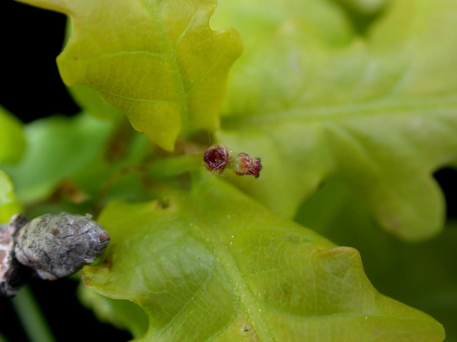 Burr Oak (Quercus Macrocarpa) — It can withstand urban pollution and moderate drought, making it both a resilient and low-maintenance option; enhancing the