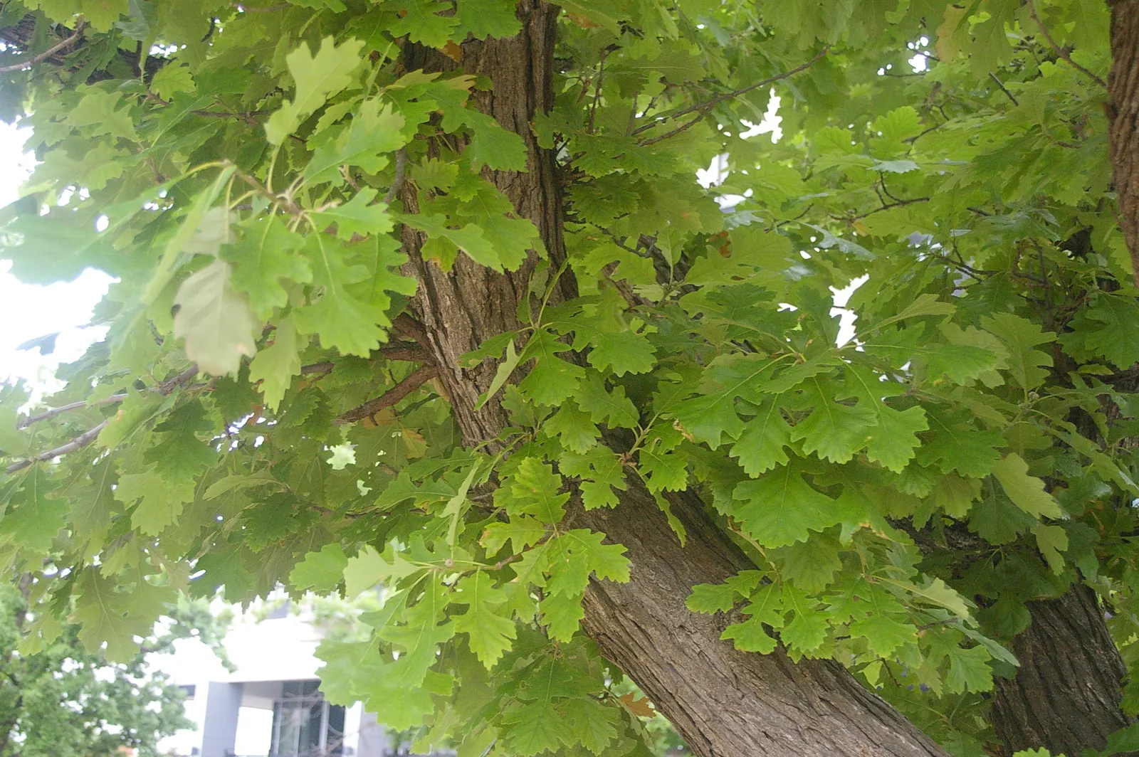 Burr Oak (Quercus Macrocarpa) — tree for full; when designing landscapes