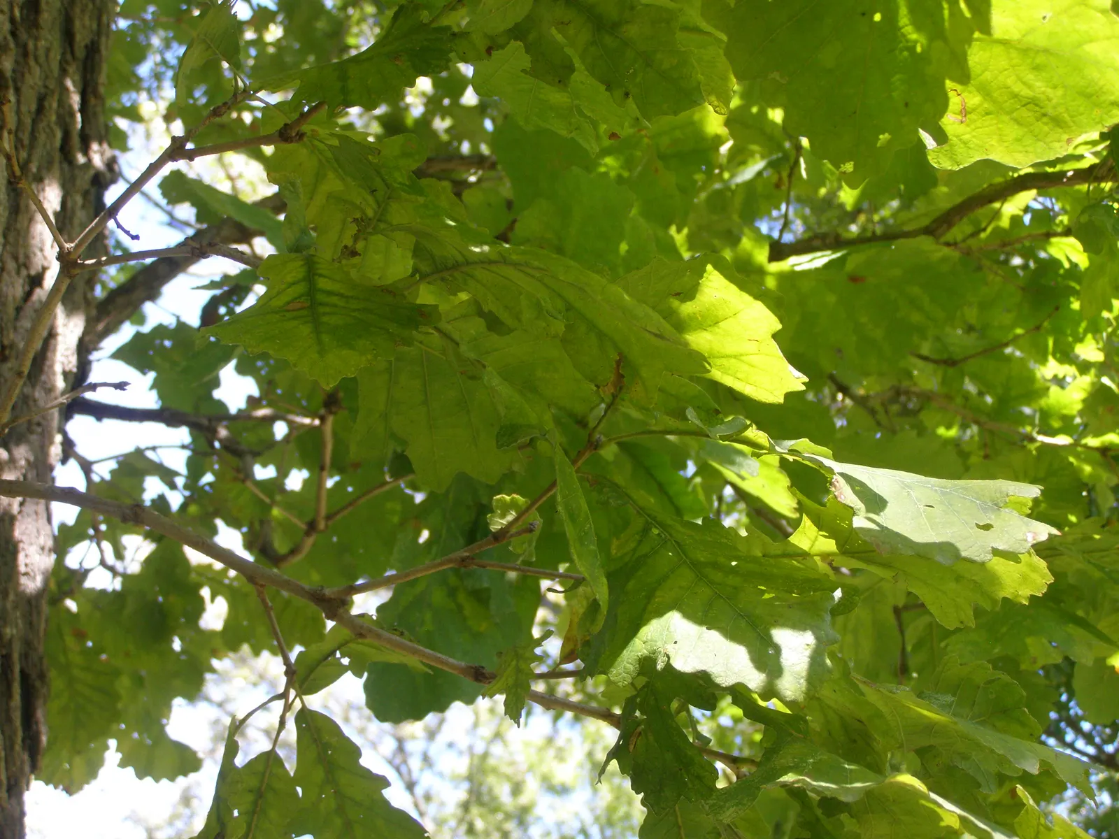 Burr Oak (Quercus Macrocarpa) — measuring 1 to 2 inches long