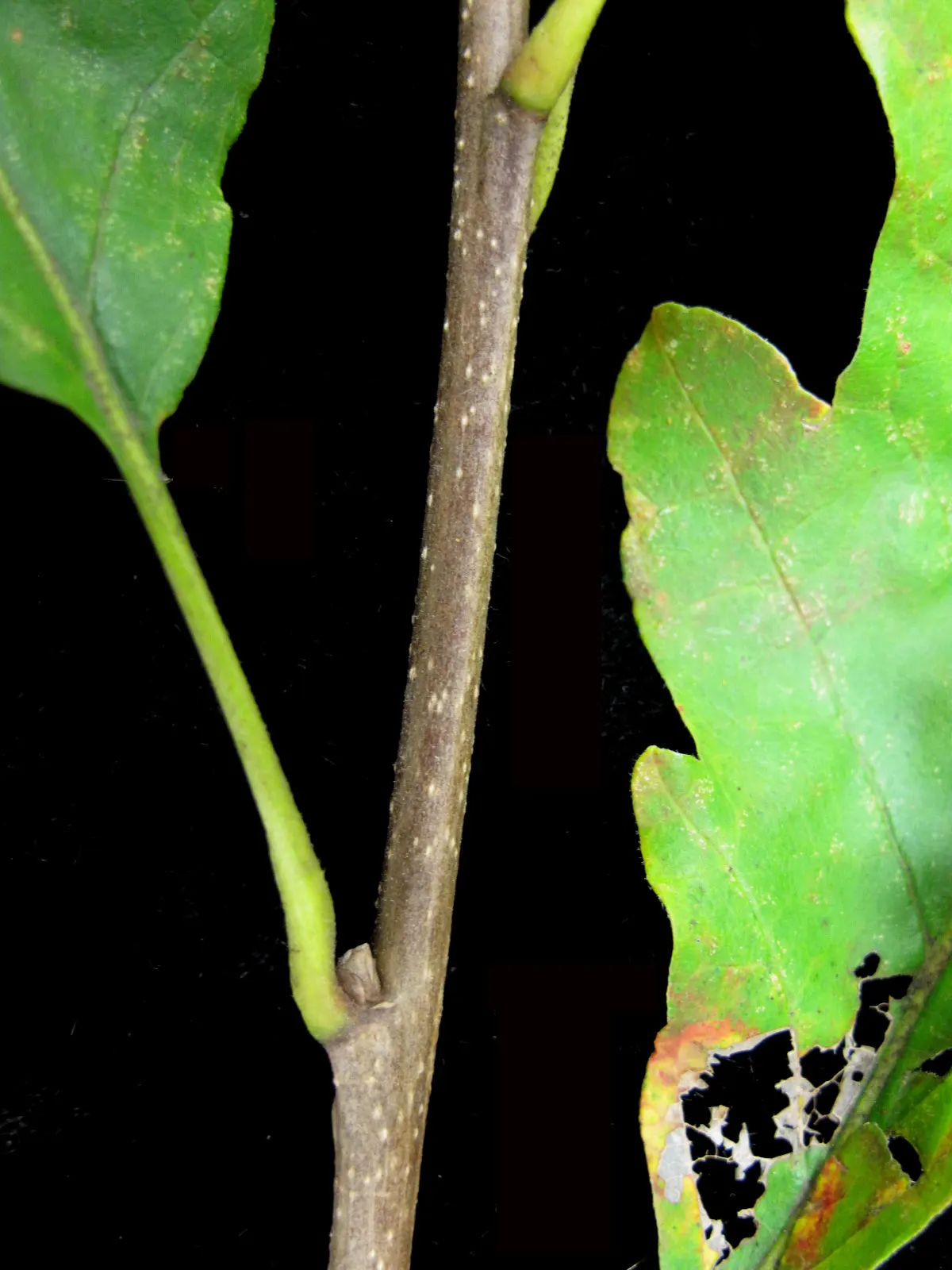 Burr Oak (Quercus Macrocarpa) — enhancing the tree's ecological value.<br><br>Hardy across USDA zones 3 through 8; it can withstand urban pollution and