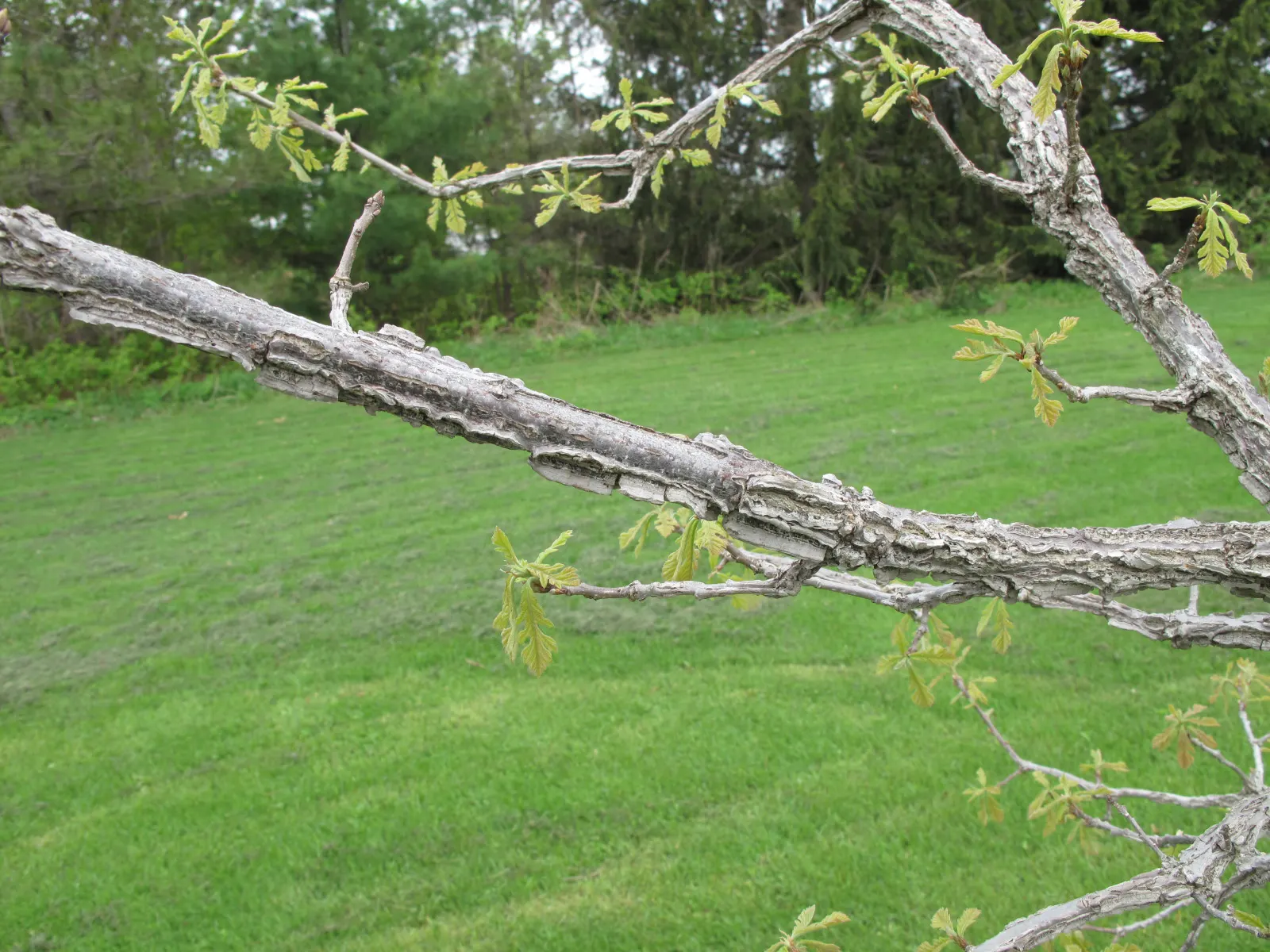 Burr Oak (Quercus Macrocarpa) — which are amongst the largest of North American oaks; ensuring its majestic presence can be admired for generations
