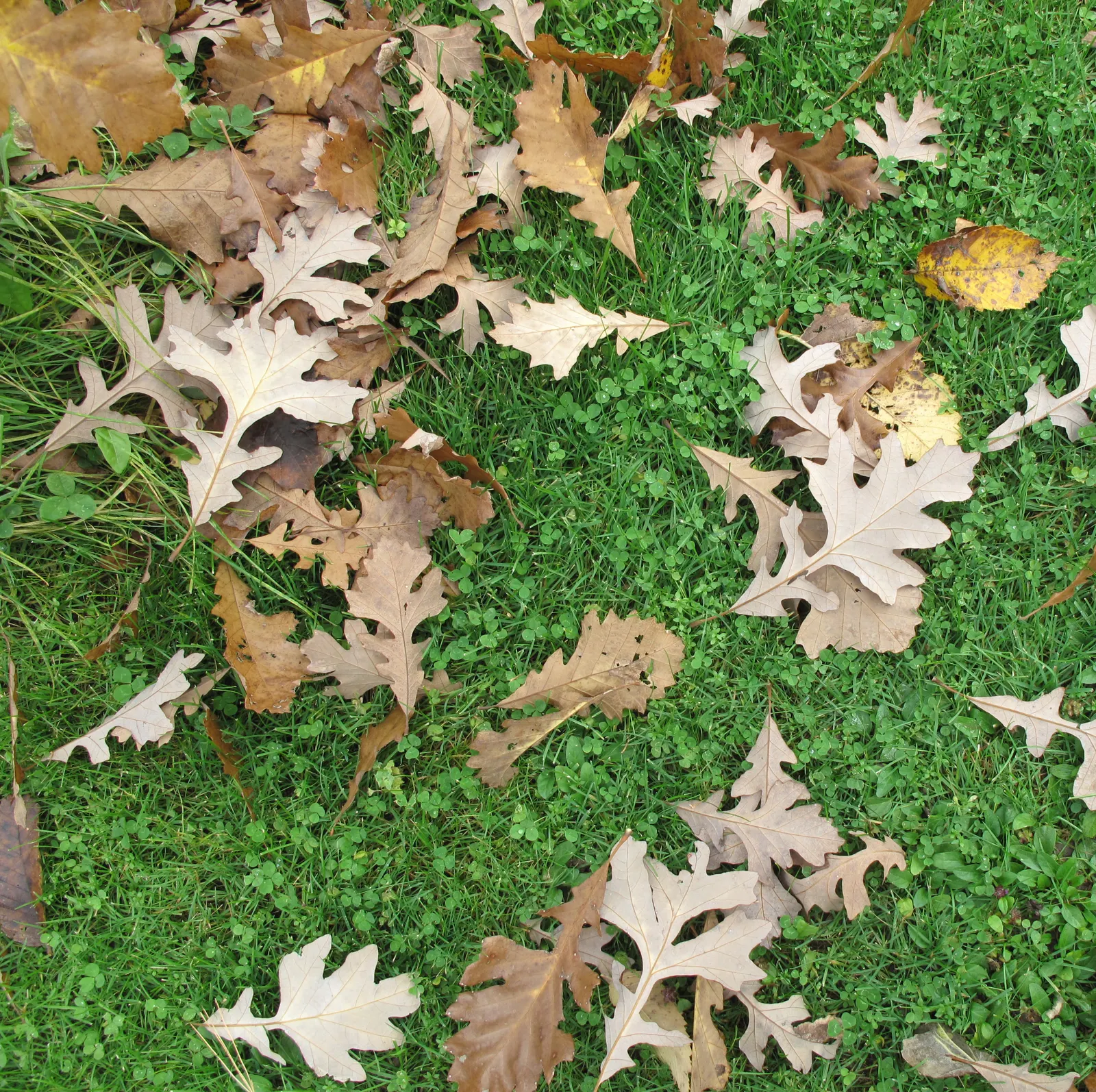 Burr Oak (Quercus Macrocarpa) — Foliage turns a golden yellow in the fall, adding seasonal interest to expansive landscapes; creating a stately dome of vibrant